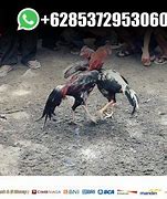 Sabung Ayam Filipina Live